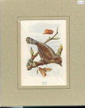 Original Old Antique Print Wryneck By Turek Bird 1910 Mounted 20th Century