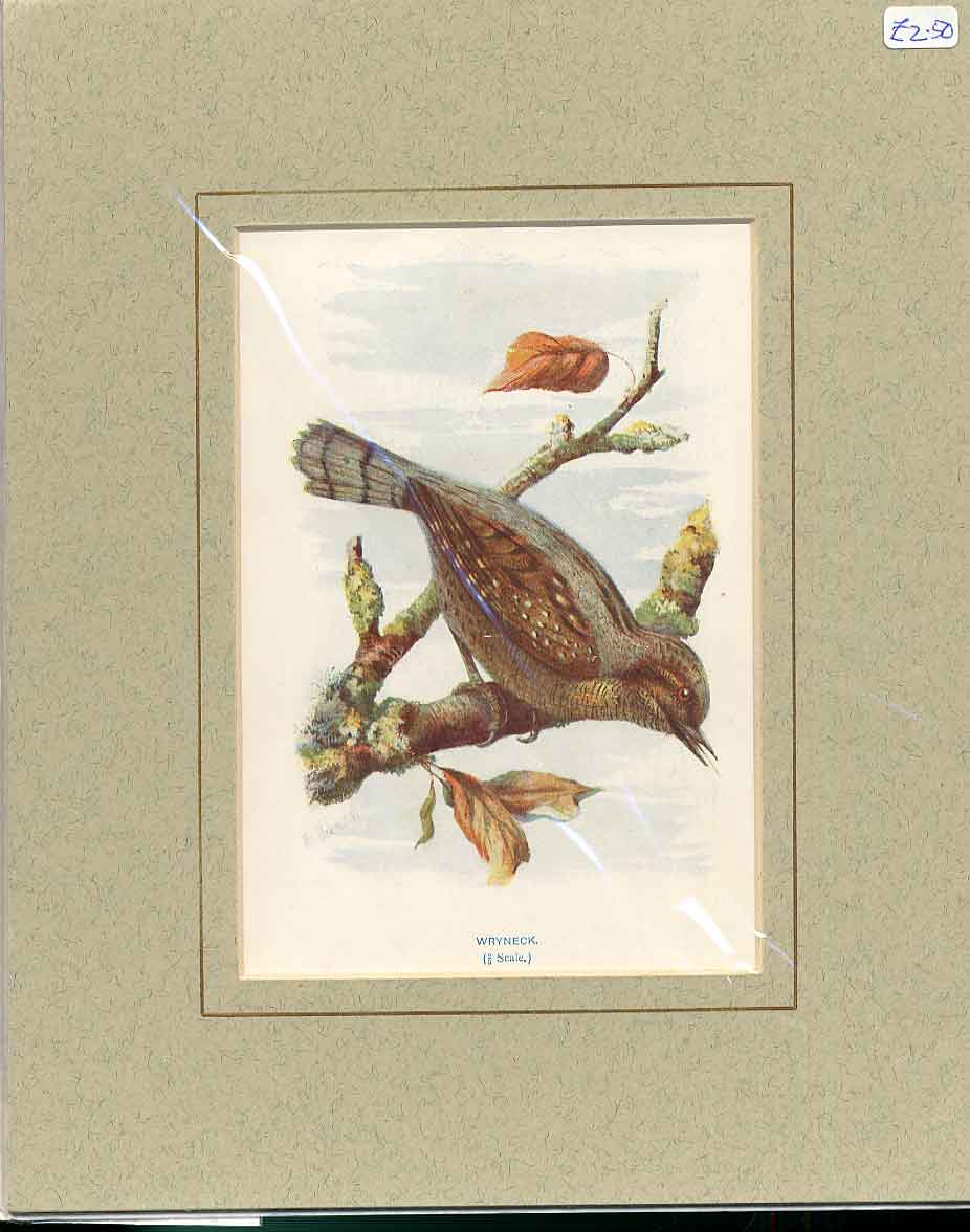 Original Old Antique Print Wryneck By Turek Bird 1910 Mounted 20th Century