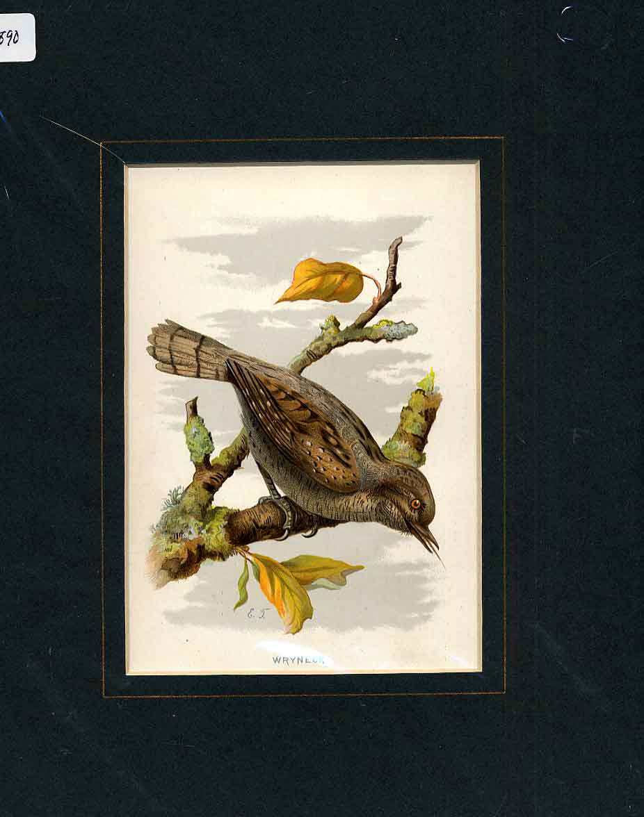 Original Old Antique Print Wryneck Bird By Turek C1910 Mounted 20th Century