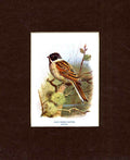 Original Old Antique Print Black Headed Bunting Thorburn Bird 20th Century