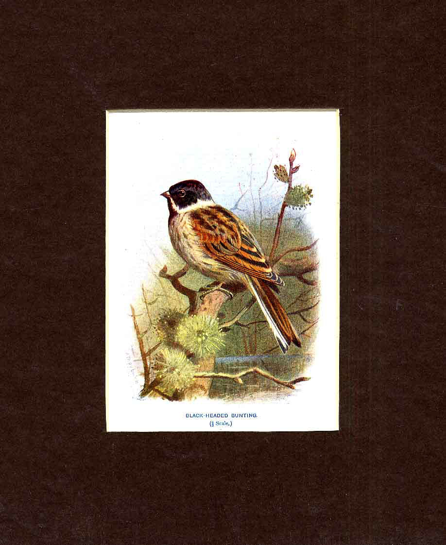 Original Old Antique Print Black Headed Bunting Thorburn Bird 20th Century