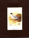 Original Old Antique Print Black Head Gull Thorburn Bird
