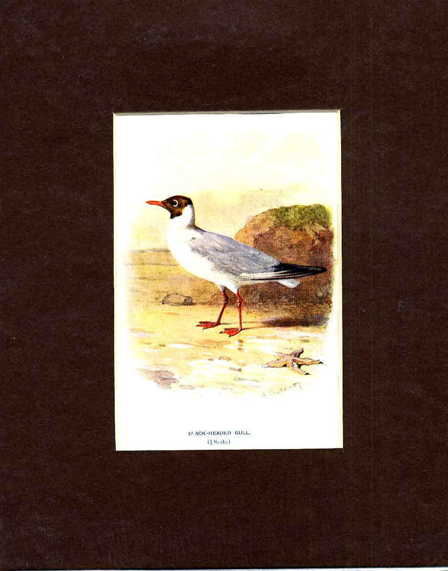 Original Old Antique Print Black Head Gull Thorburn Bird