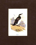 Original Old Antique Print Razorbill Thorburn Bird C1910 Mounted 20th Century