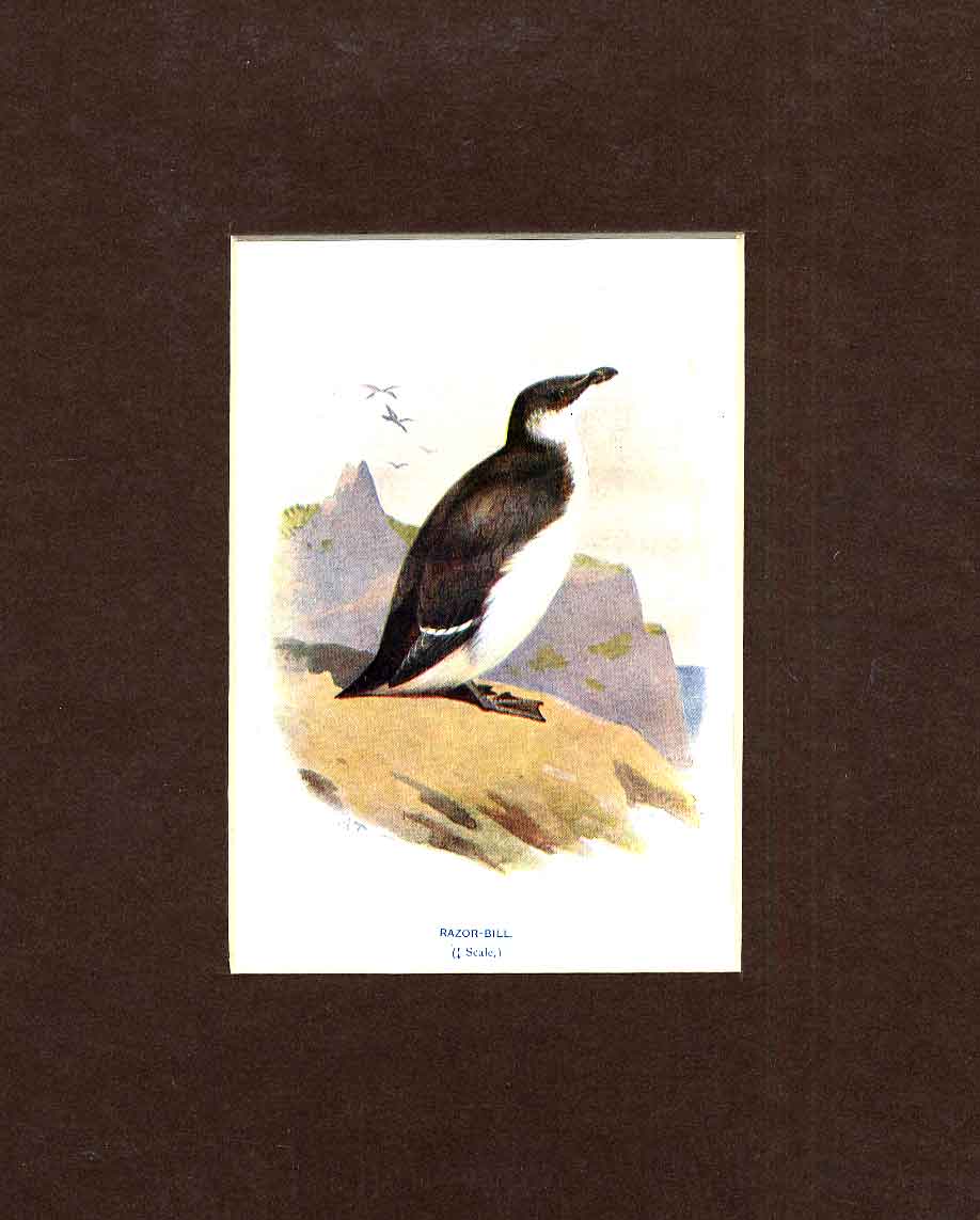 Original Old Antique Print Razorbill Thorburn Bird C1910 Mounted 20th Century