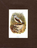 Original Old Antique Print White Ear Thorburn Bird C1910 Mounted 20th Century