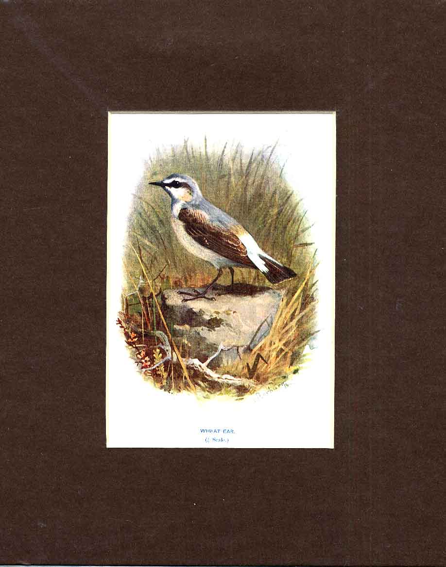Original Old Antique Print White Ear Thorburn Bird C1910 Mounted 20th Century