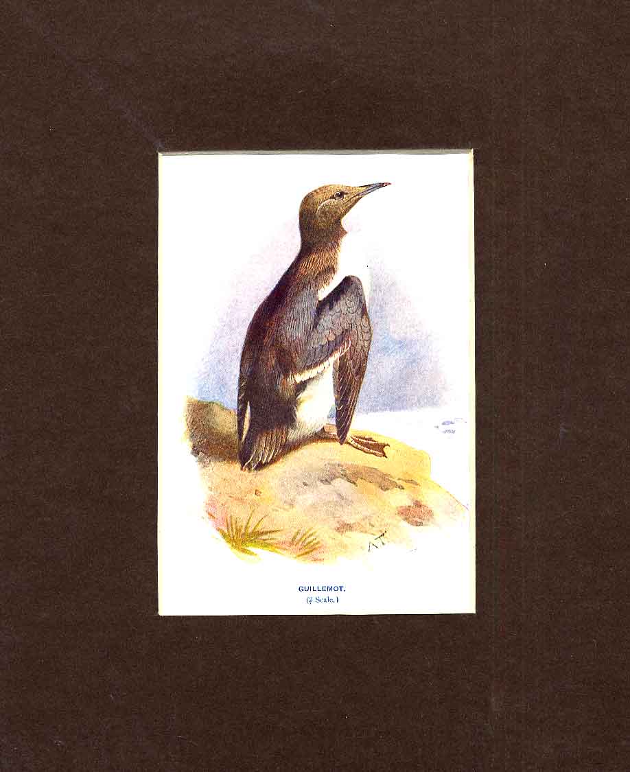 Original Old Antique Print Guillemot Thorburn Bird C1910 Mounted 20th Century