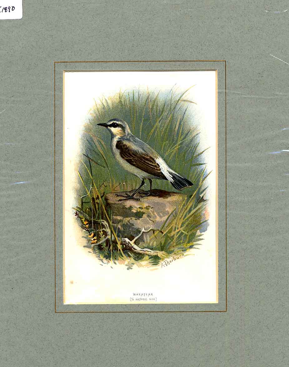 Original Old Antique Print Wheatear Thorburn Bird C1910 Mounted 20th Century