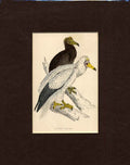 Original Old Antique Print Egyptian Vulture Hand Coloured Bird C1880 Morris 19th