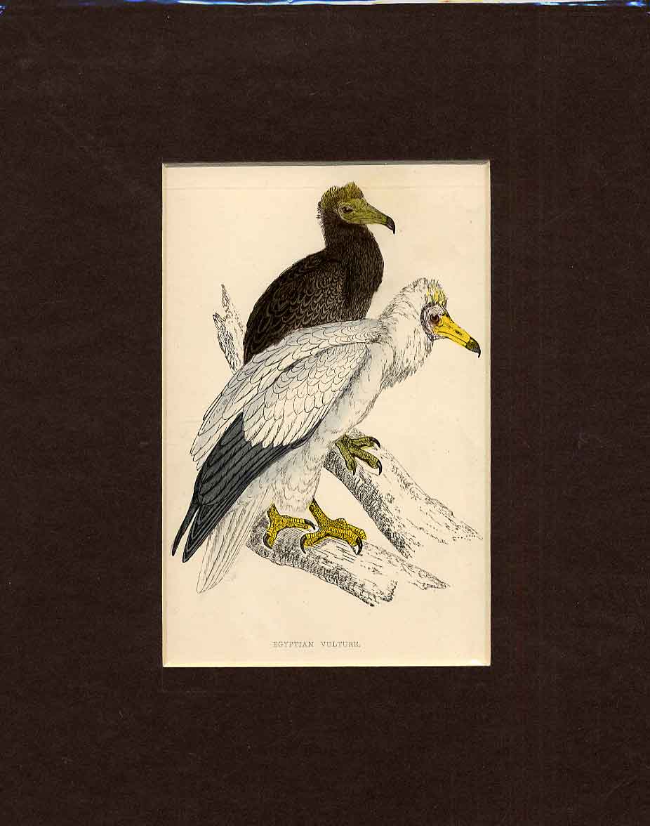 Original Old Antique Print Egyptian Vulture Hand Coloured Bird C1880 Morris 19th