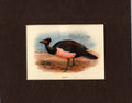 Original Old Antique Print Maleo Bird C1897 Mounted 19th Century