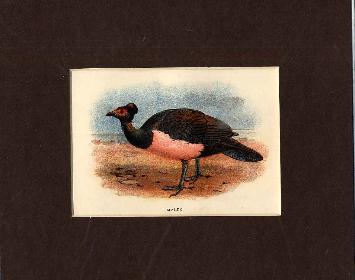 Original Old Antique Print Maleo Bird C1897 Mounted 19th Century