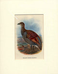 Original Old Antique Print Wallace Painted Megapode Bird C1897 19th