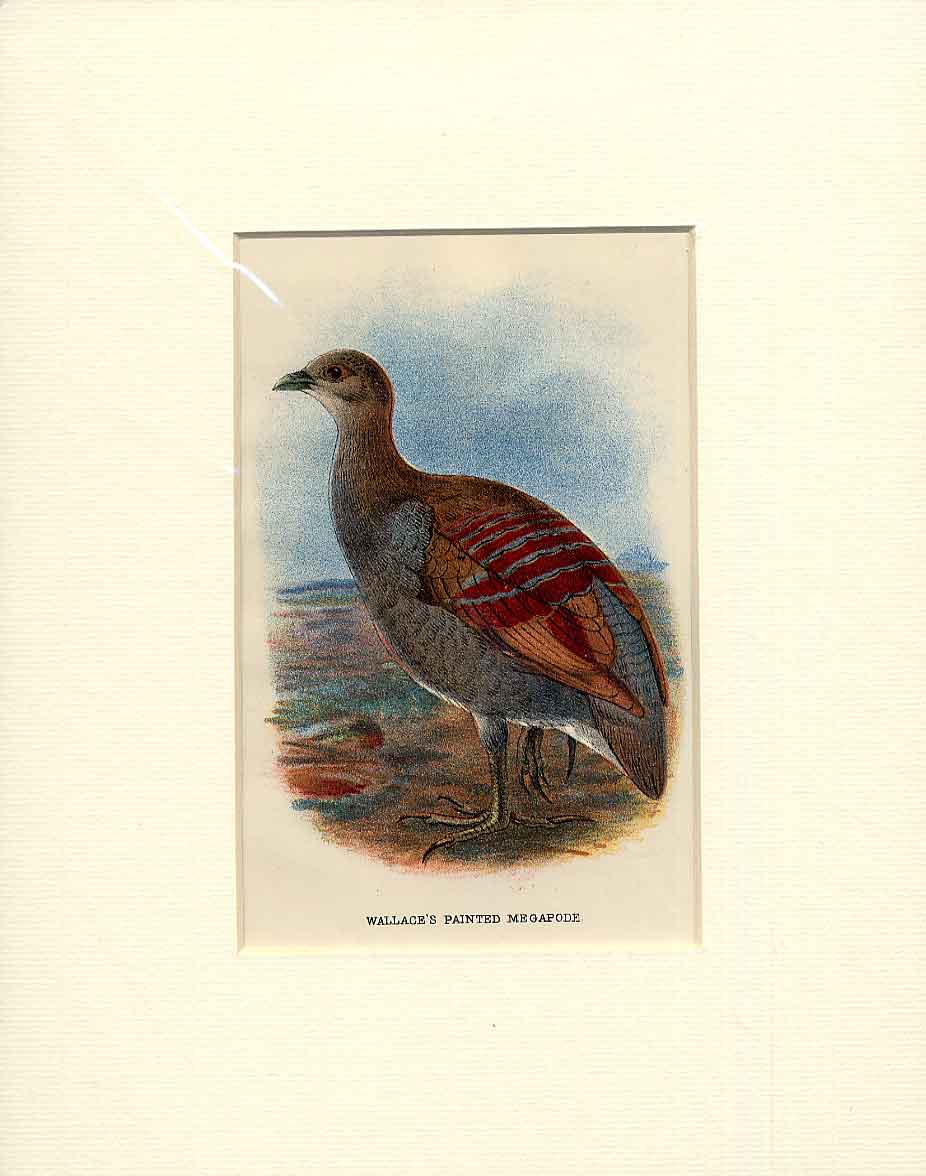 Original Old Antique Print Wallace Painted Megapode Bird C1897 19th