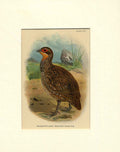 Original Old Antique Print Reichenow'S Bare Throated Francolin Bird C1897 19th