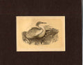 Original Old Antique Print Sepia Bird The Egret Birds 1860 19th