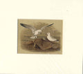Original Old Antique Print The Gull Sepia Style Bird C1890 19th