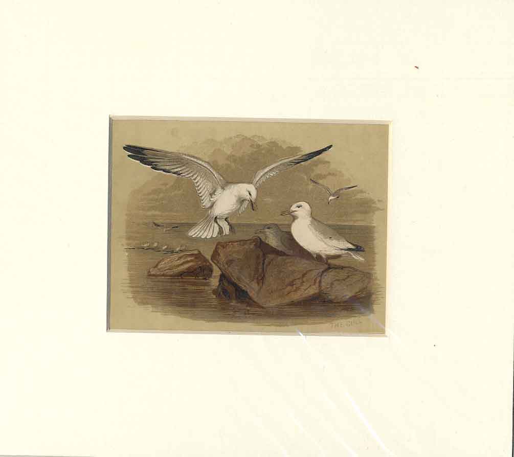 Original Old Antique Print The Gull Sepia Style Bird C1890 19th