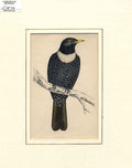 Original Old Antique Print Ouzel Hand Coloured Bird C1870 Morris ? Victorian