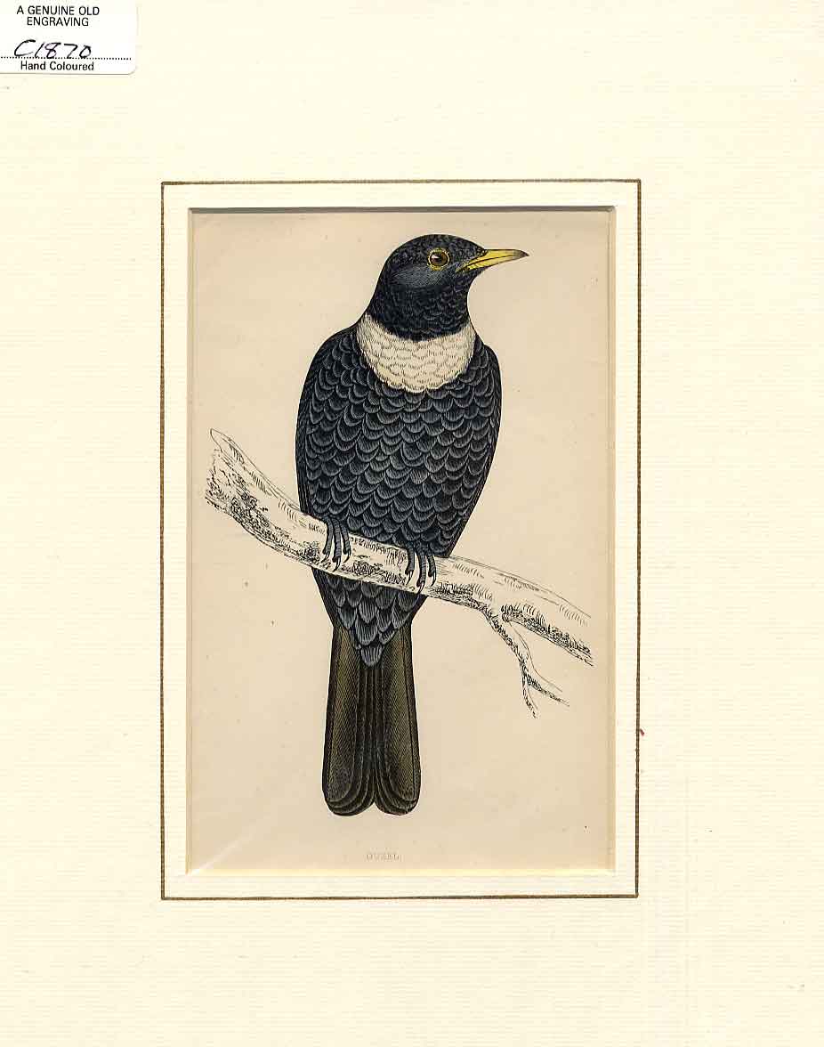 Original Old Antique Print Ouzel Hand Coloured Bird C1870 Morris ? Victorian