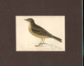 Original Old Antique Print Rock Pipit Hand Coloured Bird C1880 Morris Victorian