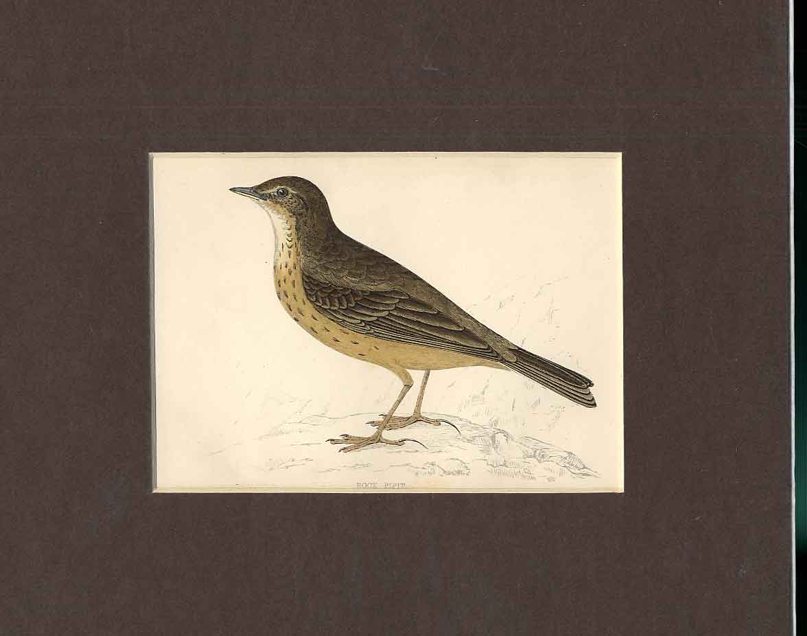 Original Old Antique Print Rock Pipit Hand Coloured Bird C1880 Morris Victorian