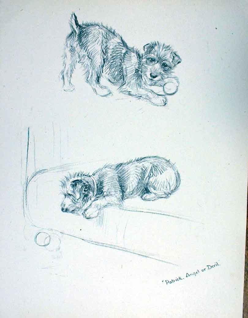 Original Old Antique Print Patrick Sketch By Barker Just Dogs 20th Century