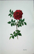 Original Old Vintage Print Black Boy Rose By Lotte Gunhart 1965 Watercolour 20th