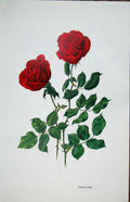 Original Old Vintage Print Americana Rose By Lotte Gunhart 1965 Watercolour 20th