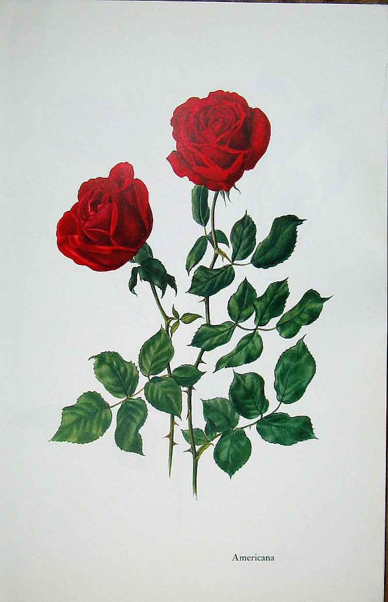 Original Old Vintage Print Americana Rose By Lotte Gunhart 1965 Watercolour 20th