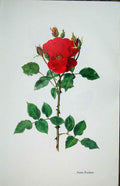Original Old Vintage Print Anne Poulsen Rose By Lotte Gunhart 1965 Watercolour