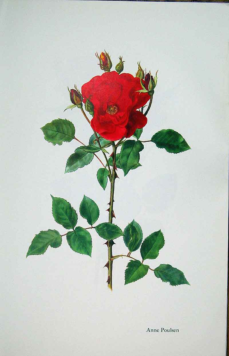 Original Old Vintage Print Anne Poulsen Rose By Lotte Gunhart 1965 Watercolour