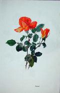 Original Old Vintage Print Beaute Rose By Lotte Gunhart 1965 Watercolour 20th