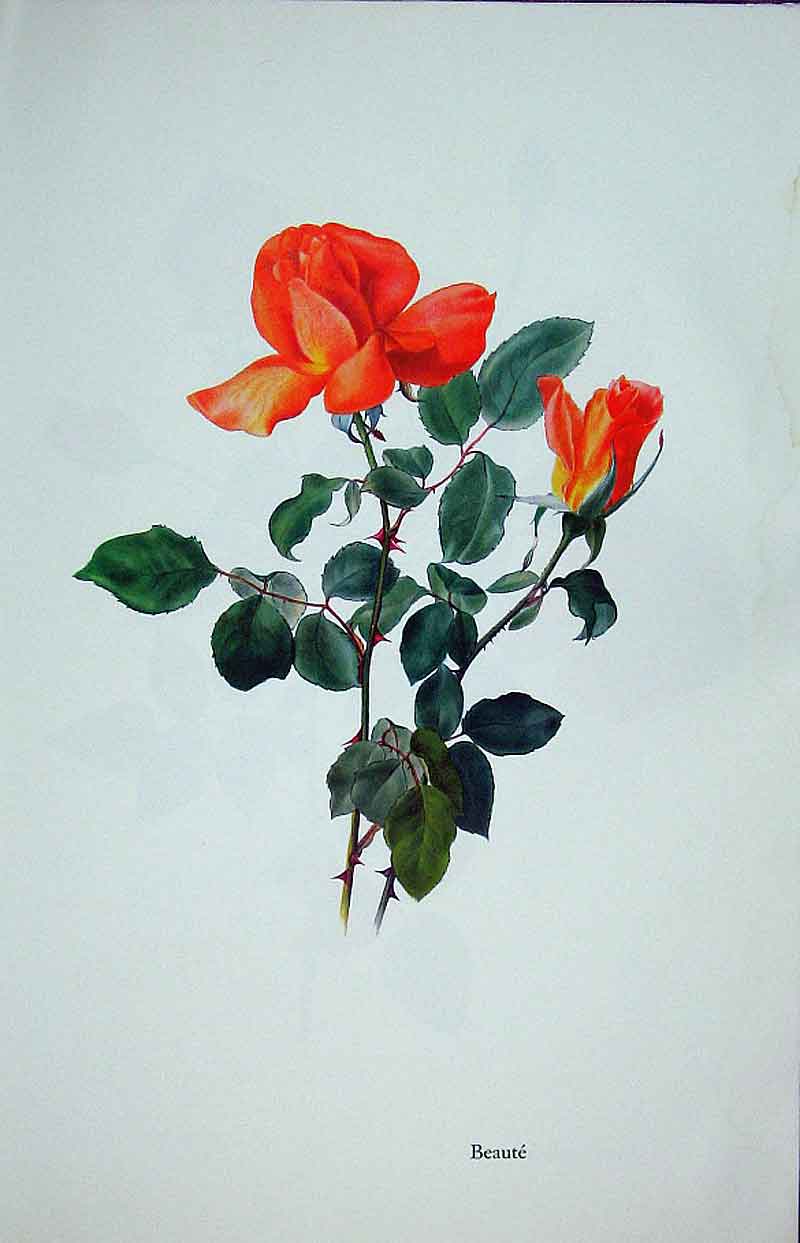 Original Old Vintage Print Beaute Rose By Lotte Gunhart 1965 Watercolour 20th
