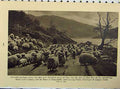 Original Old Antique Print Musician Photo Ilongot Woman Art