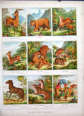 Original Old Antique Print Scripture Animals XBrowns Family Bible 1877