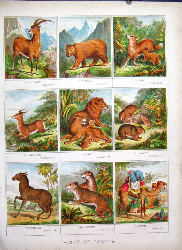 Original Old Antique Print Scripture Animals XBrowns Family Bible 1877