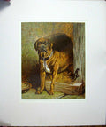 Original Old Antique Print Harrison Weir 1877 Mounted Dog Outstanding ! 19th