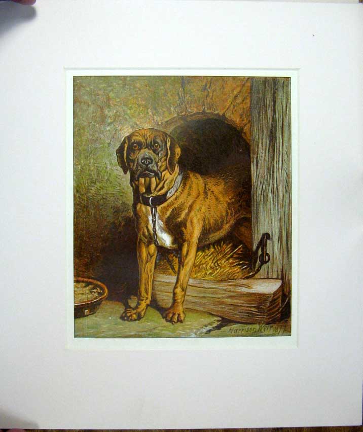 Original Old Antique Print Harrison Weir 1877 Mounted Dog Outstanding ! 19th