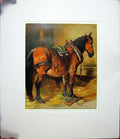Original Old Antique Print Harrison Weir 1877 Mounted Horse Outstanding ! 19th