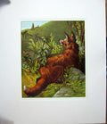 Original Old Antique Print Harrison Weir 1877 Mounted Fox Outstanding ! 19th