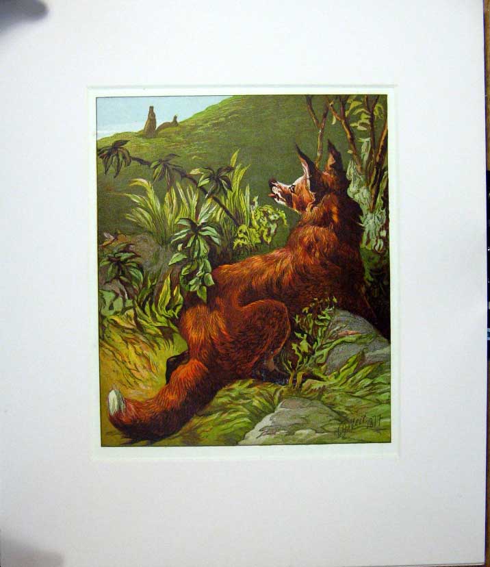 Original Old Antique Print Harrison Weir 1877 Mounted Fox Outstanding ! 19th