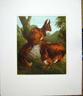 Original Old Antique Print Red Quirrels Harrison Weir 1877 Mounted Victorian