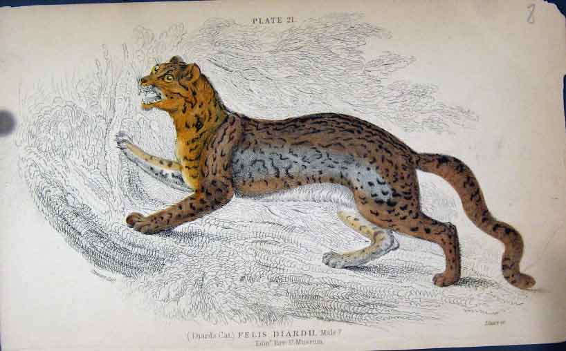 Original Old Antique Print Jardines Naturalists Library C1840 Diards Cat 19th