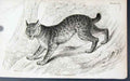 Original Old Antique Print Jardines Naturalists Library C1840 Felis Canadenis