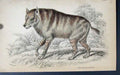 Original Old Antique Print Jardines Naturalists Library C1840 Strand Hyaena 19th