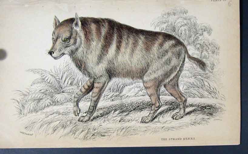 Original Old Antique Print Jardines Naturalists Library C1840 Strand Hyaena 19th