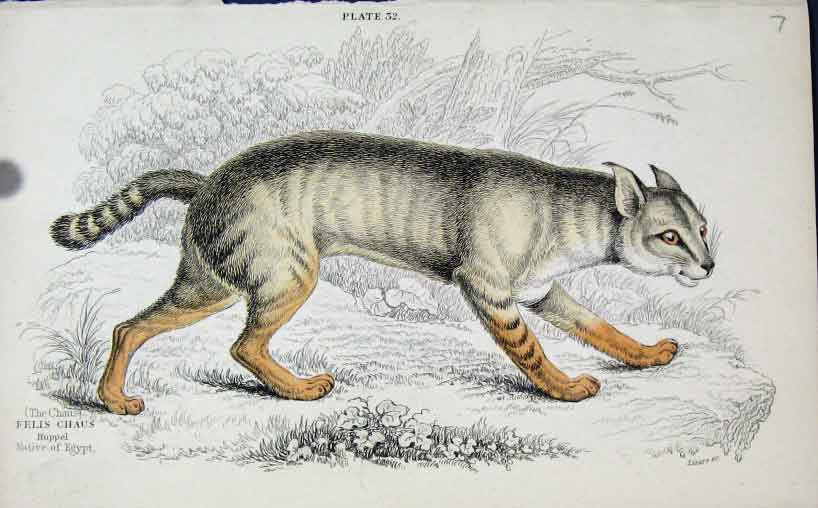 Original Old Antique Print Jardines Naturalists Library C1840 Felis Chaus 19th