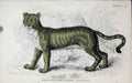 Original Old Antique Print Jardines C1840 Hybrid Between Lion & Tigress 19th